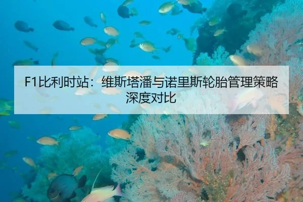 F1比利时站：维斯塔潘与诺里斯轮胎管理策略深度对比